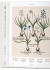Bibliotheca Universalis  Florilegium. The Book of Plants. The Complete Plates. Флорилегиум  Книга растений  Полное собрание офортов  МАЛЫЙ ФОРМАТ