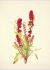 XL  Wild Flowers of North America. Botanical Illustrations by Mary Vaux Walcott. Дикие цветы Южной Америки. Ботанические иллюстрации Мэри Уолкотт.