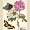 Мериан Мария Сибилла Ботаническая иллюстрация Шедевры / Maria Sibylla Merian Kiecol Daniel Мериан Мария Сибилла Ботаническая иллюстрация Шедевры / Maria Sibylla Merian Kiecol Daniel