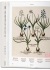 Florilegium The Book of Plants  The Complete Plates / Флорилегиум  Книга растений  Полное собрание гравюр
