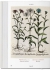 Florilegium The Book of Plants  The Complete Plates / Флорилегиум  Книга растений  Полное собрание гравюр