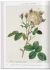 Pocket book Pierre-Joseph Redoute. Roses. ����-����� ������. ����.