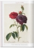 Pocket book Pierre-Joseph Redoute. Roses. ����-����� ������. ����.
