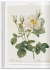 Pocket book Pierre-Joseph Redoute. Roses. ����-����� ������. ����.