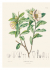 XL 22 Pull-Out Posters. Alexander von Humboldt - Botanical Illustrations. 22 ������������ �������. ��������� ��� ��������� - ������������ �����������.