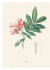 XL 22 Pull-Out Posters. Alexander von Humboldt - Botanical Illustrations. 22 ������������ �������. ��������� ��� ��������� - ������������ �����������.