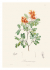 XL 22 Pull-Out Posters. Alexander von Humboldt - Botanical Illustrations. 22 ������������ �������. ��������� ��� ��������� - ������������ �����������.