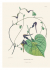 XL 22 Pull-Out Posters. Alexander von Humboldt - Botanical Illustrations. 22 ������������ �������. ��������� ��� ��������� - ������������ �����������.