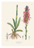 XL 22 Pull-Out Posters. Alexander von Humboldt - Botanical Illustrations. 22 ������������ �������. ��������� ��� ��������� - ������������ �����������.