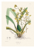 XL 22 Pull-Out Posters. Alexander von Humboldt - Botanical Illustrations. 22 ������������ �������. ��������� ��� ��������� - ������������ �����������.