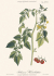 XL Alexander von Humboldt and the Botanical Exploration of the Americas.       .