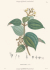 XL Alexander von Humboldt and the Botanical Exploration of the Americas.       .